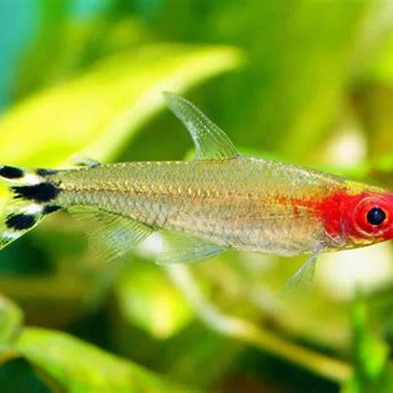 Can neon tetras live with rummy nose?