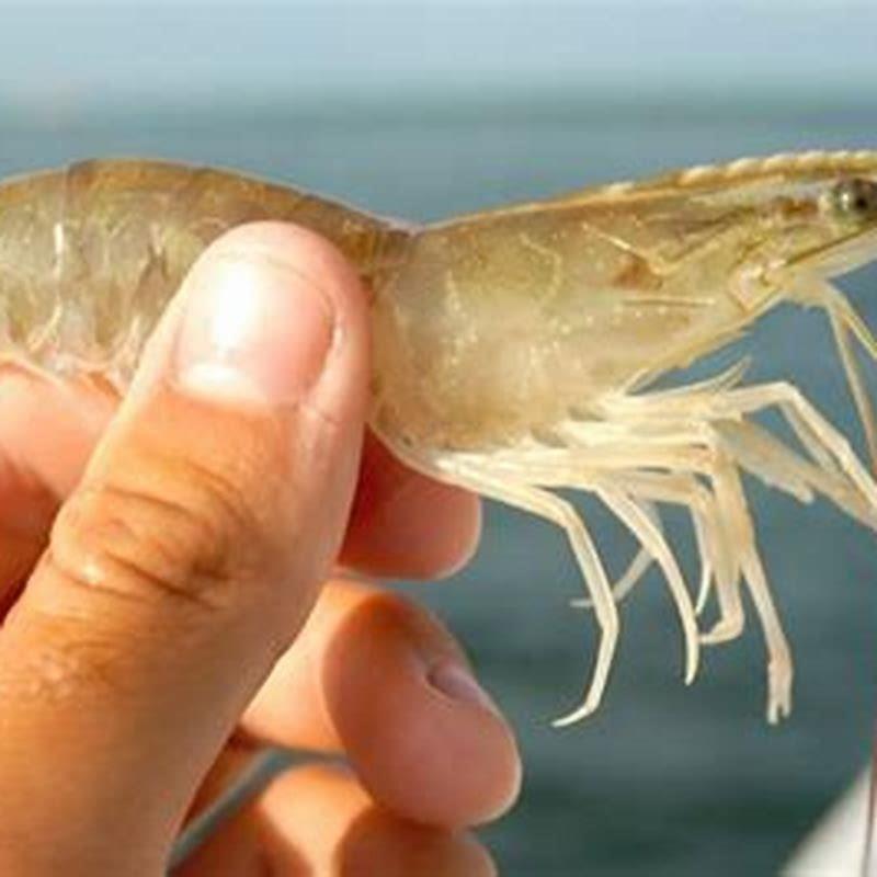 Can OTOS live with shrimp?