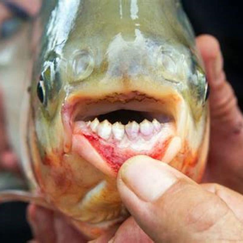 Can pacu live in cold water?