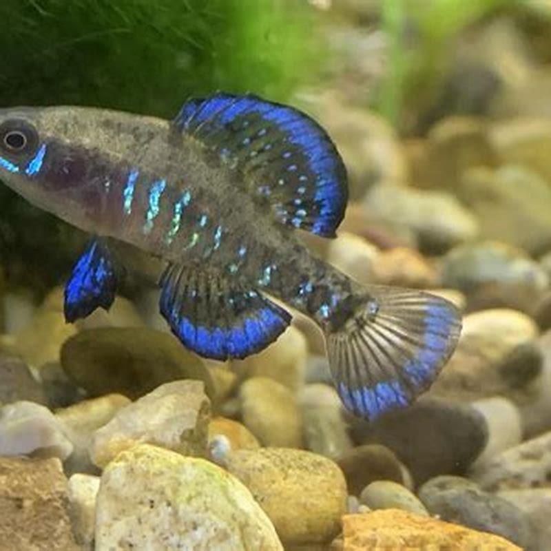 Can Pygmy Sunfish Live Alone DIY Seattle can-pygmy-sunfish-live-alone-diy-seattle