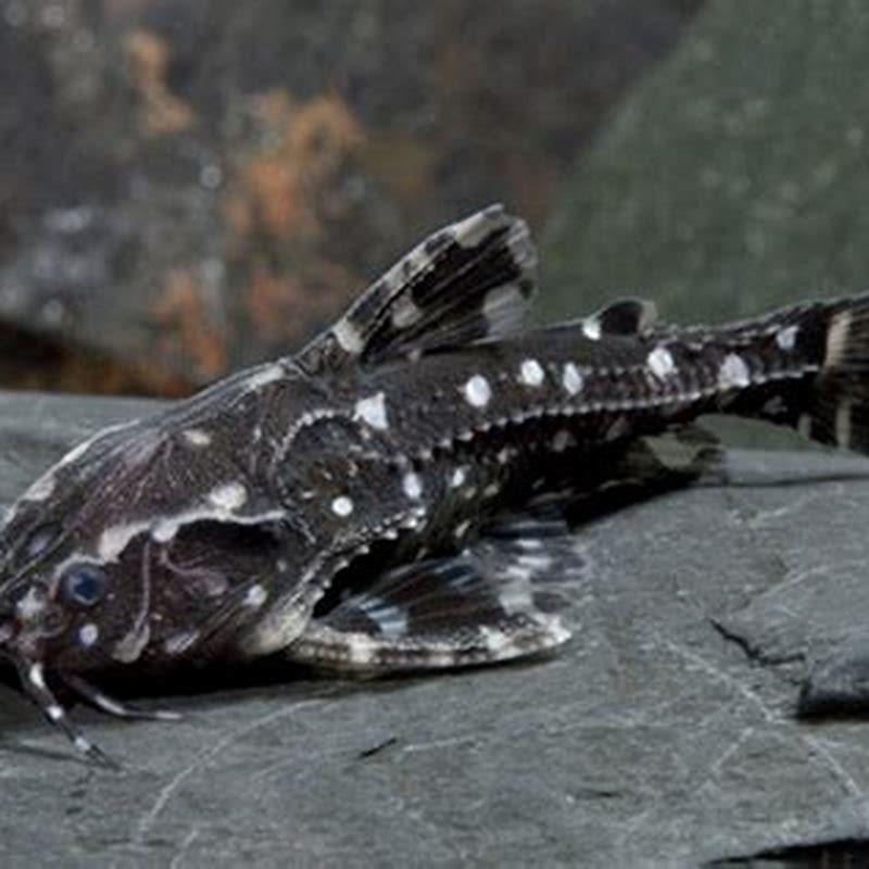 Can Raphael catfish live with guppies?