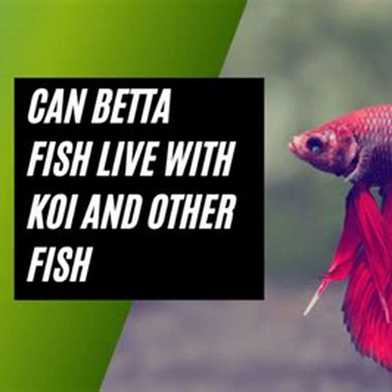 Can shark fish live with other fish?