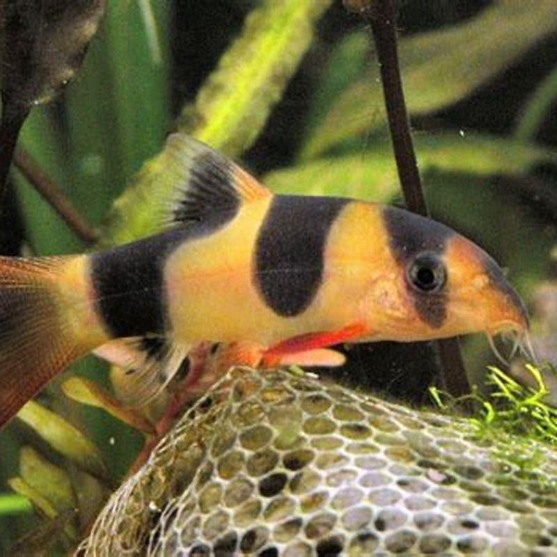 Can snails live with loach?