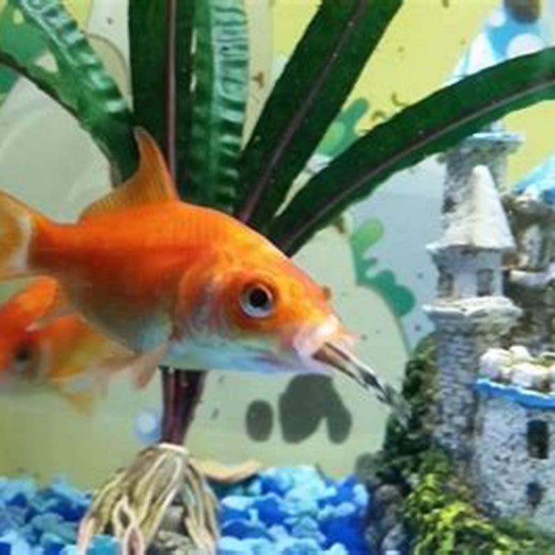 Can sucker fish survive out of water?