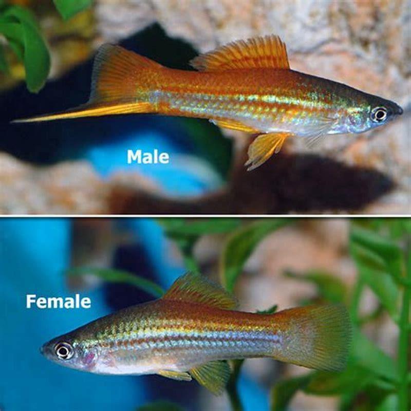 Can swordtails be kept in pairs?