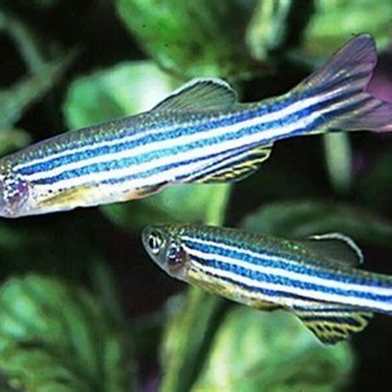 Can White Cloud Minnows Live With Zebra Danio DIY Seattle