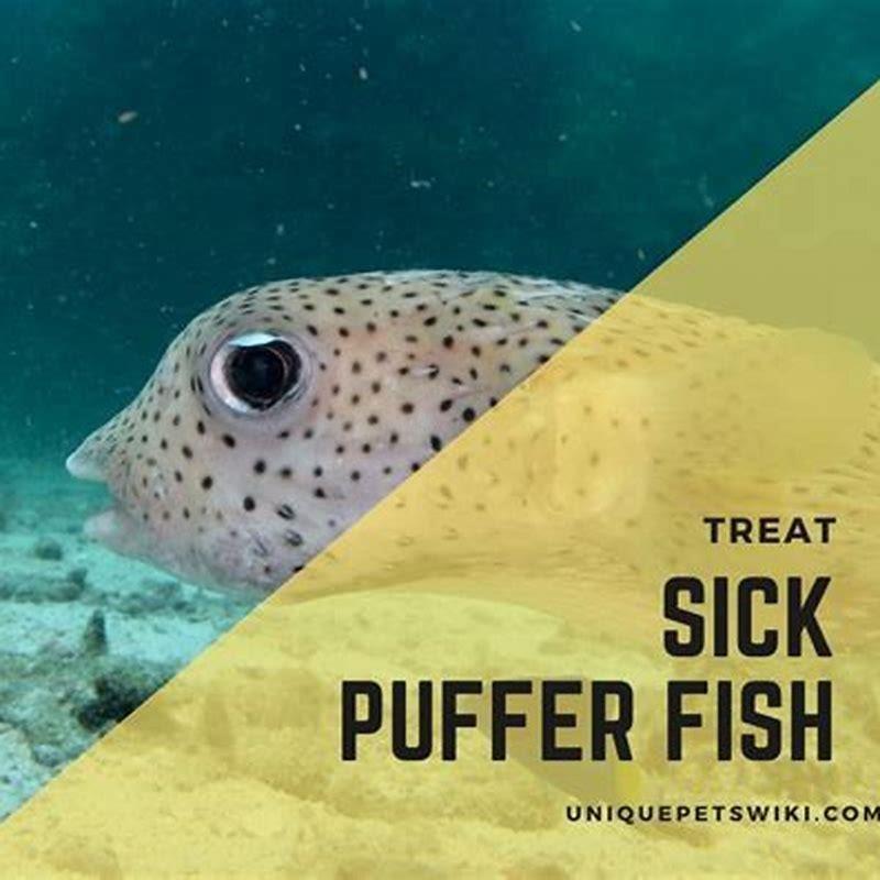 Can you cook a pet fish?