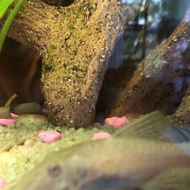 Can you cross breed pleco?
