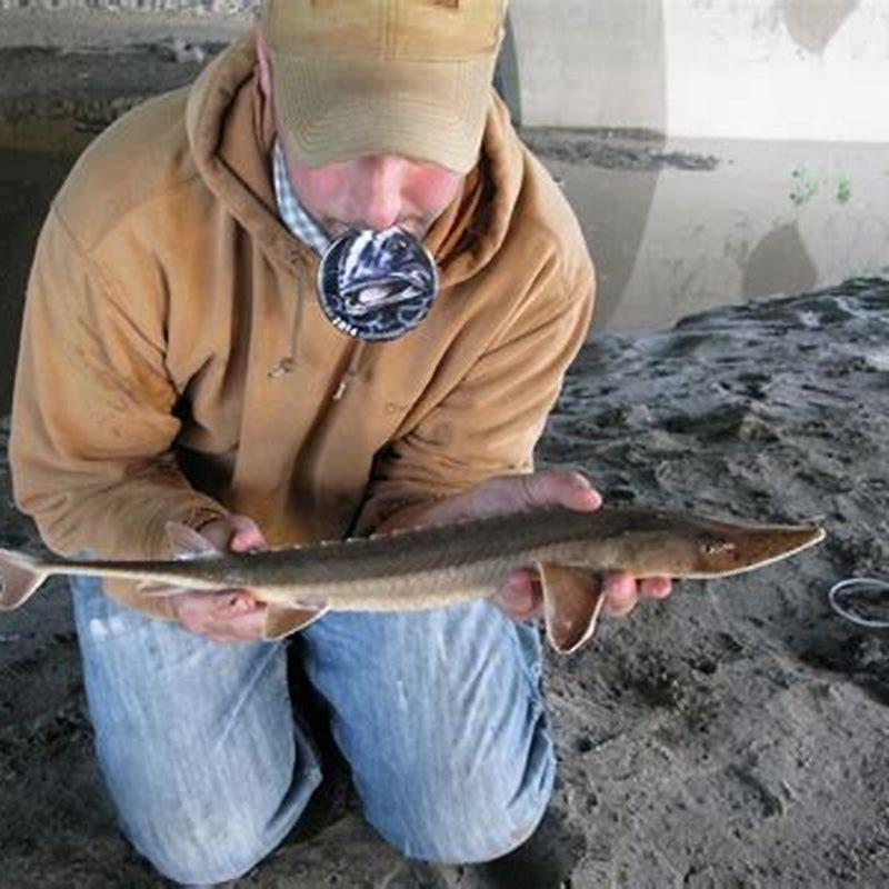 Can you eat shovelnose sturgeon? DIY Seattle