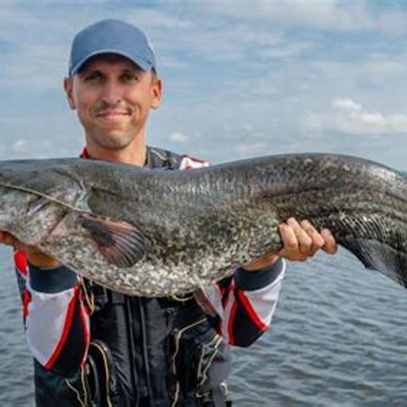 Can you get shocked by a catfish?