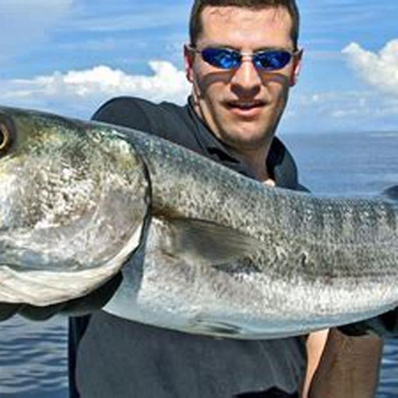 Can you have a barracuda as a pet?