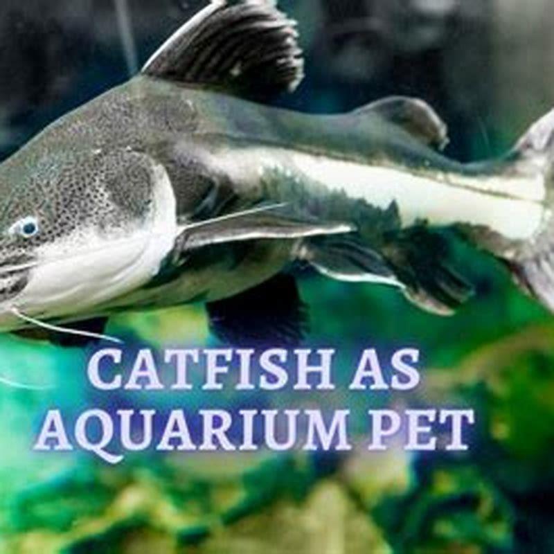 Can you have a catfish as a pet?