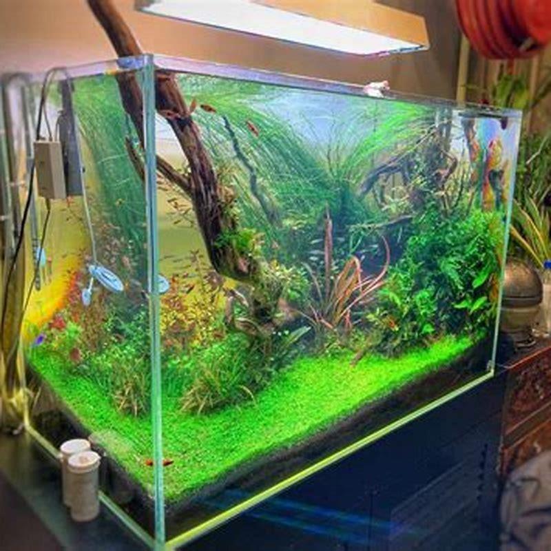 live plants for goldfish aquarium