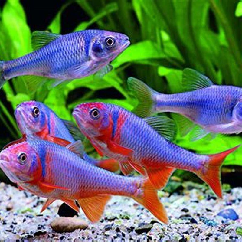 Can you keep a shiner as a pet?