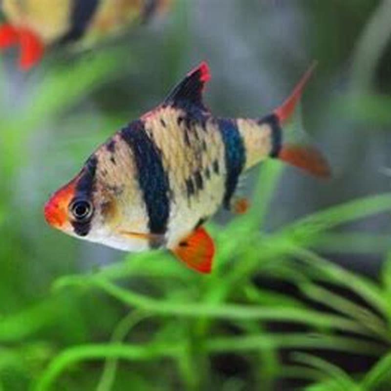 Can you keep a single tiger barb?