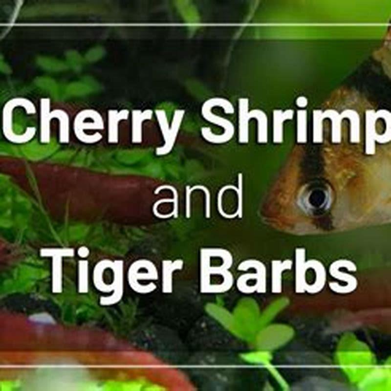 Can you keep cherry barbs with angelfish?