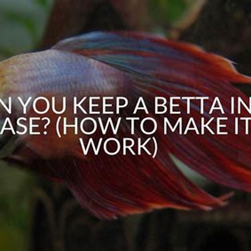 Can you keep glass catfish with guppies?