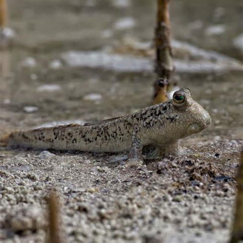 Can you keep mudskippers in freshwater? - DIY Seattle