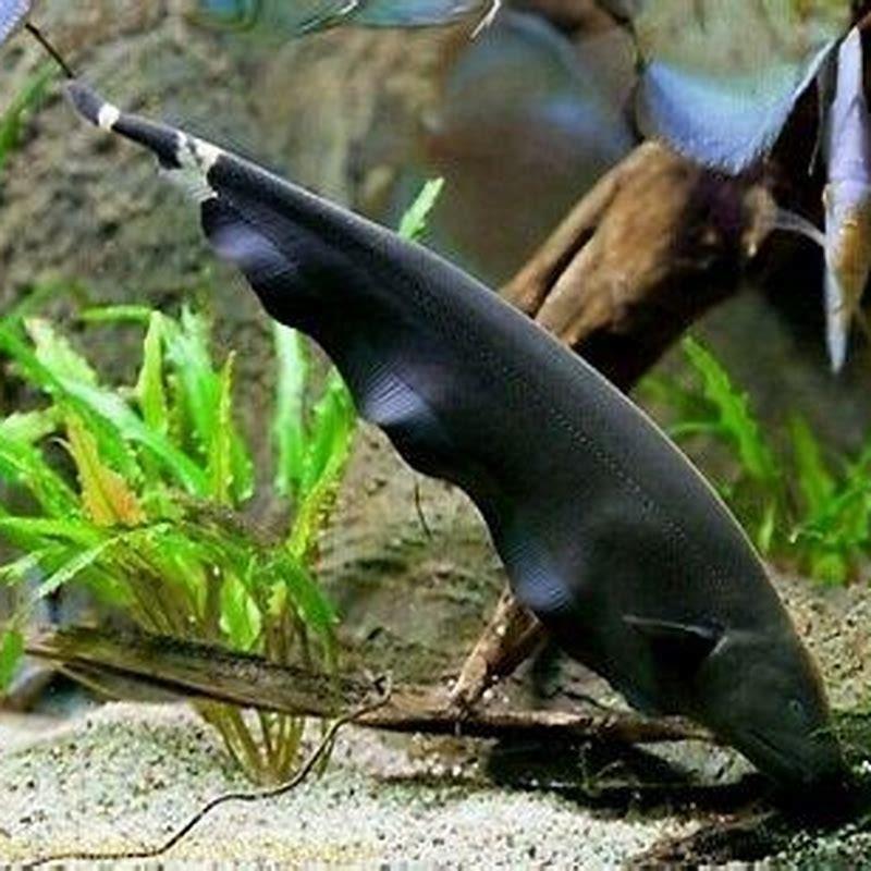Can you keep two Black Ghost Knifefish together?