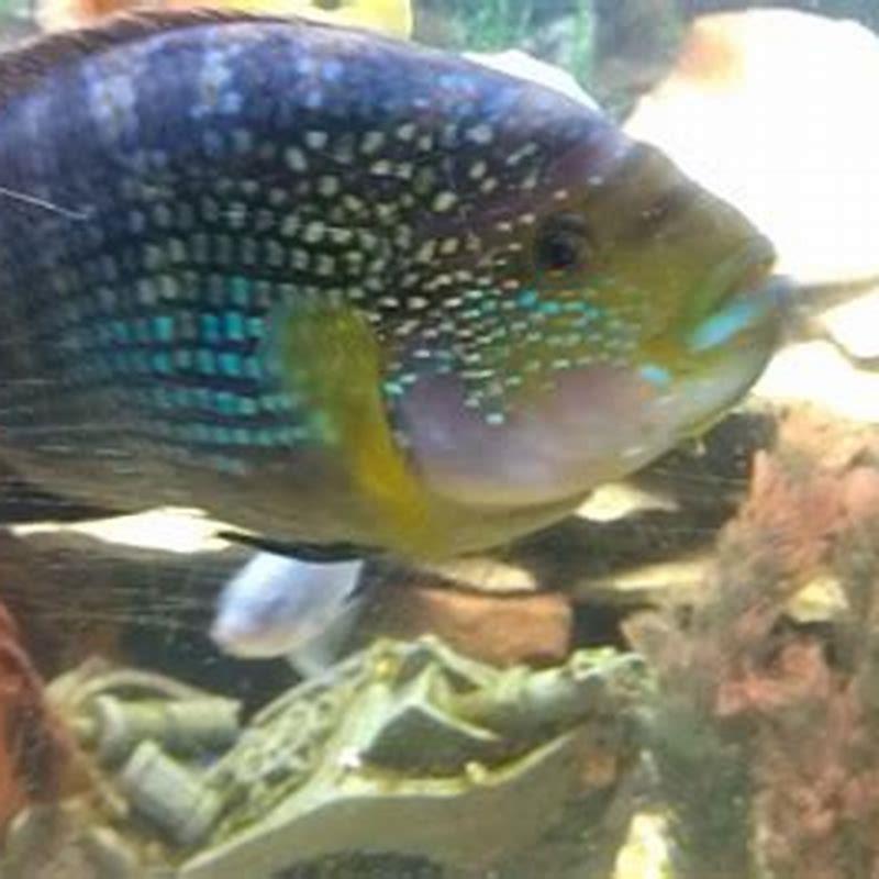 Can you mix all the cichlids together?
