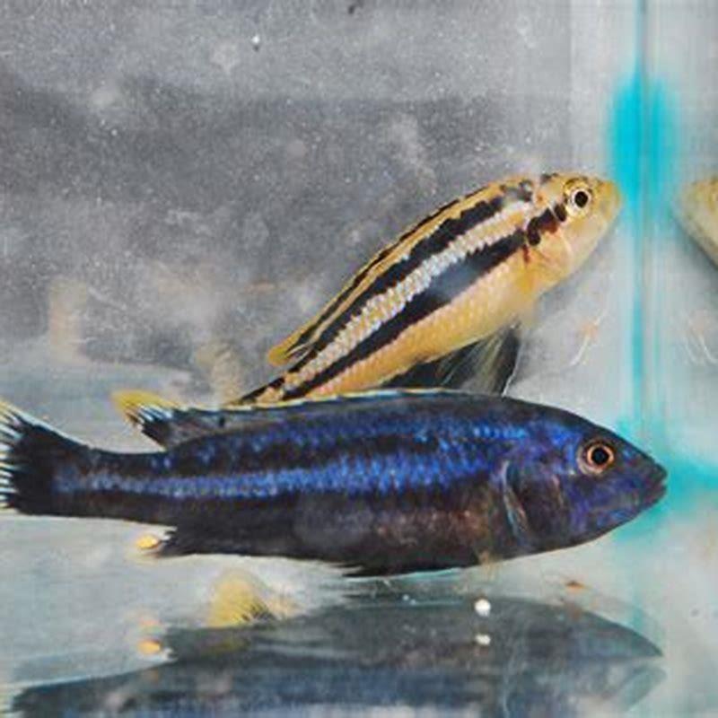 Can you mix mbuna?