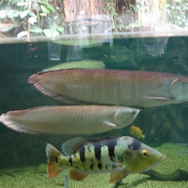 can-you-own-a-arowana-fish-diy-seattle