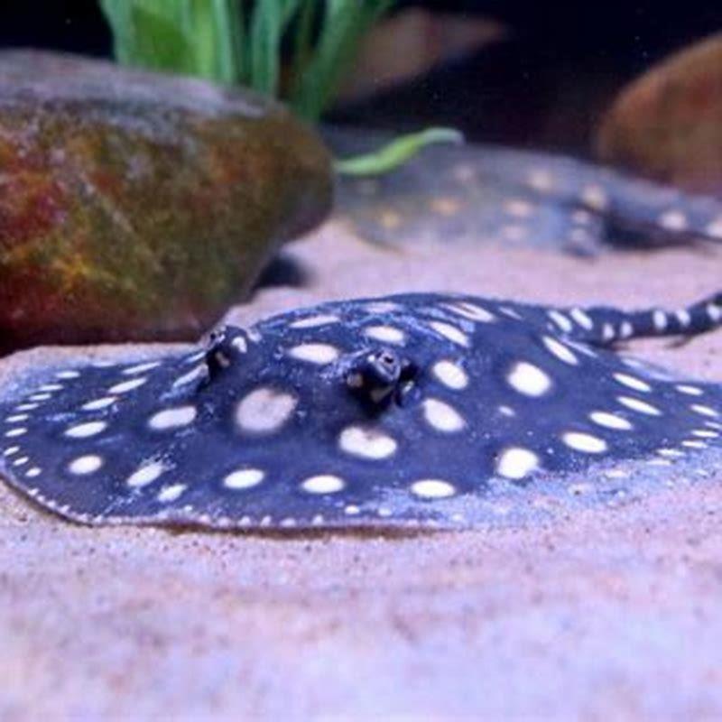 Can you pet a sting ray?
