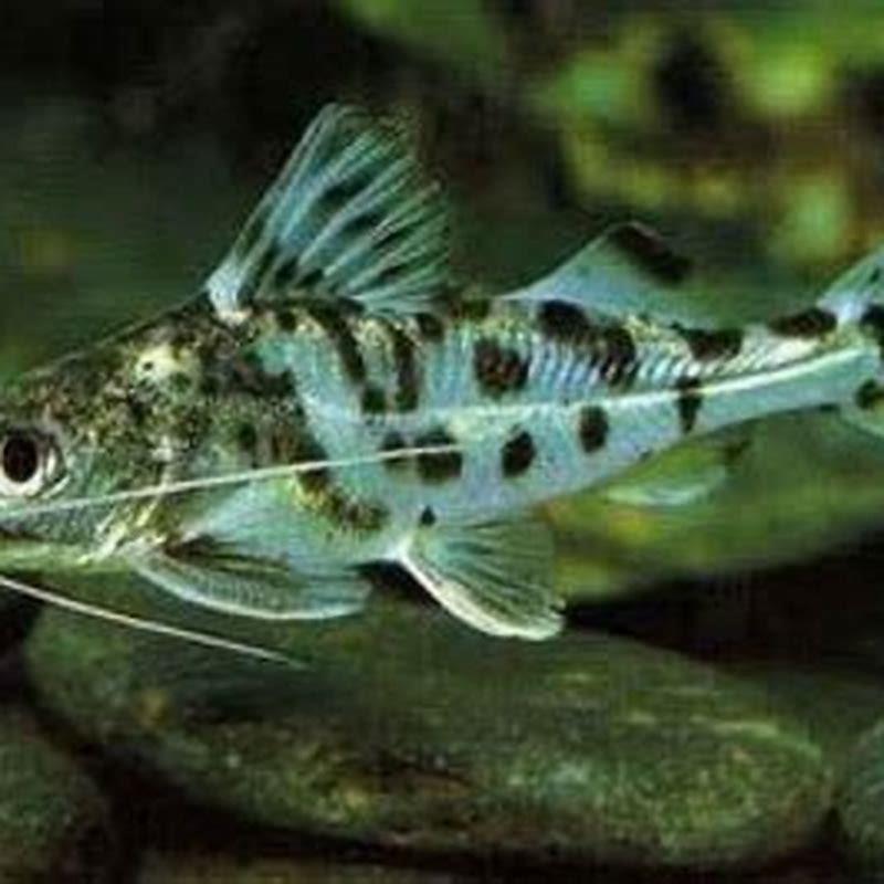 Do Aquarium Catfish Eat Other Fish DIY Seattle