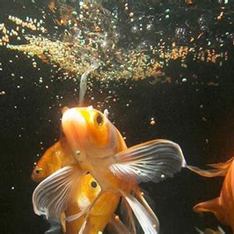 Do aquarium fish eat everyday?