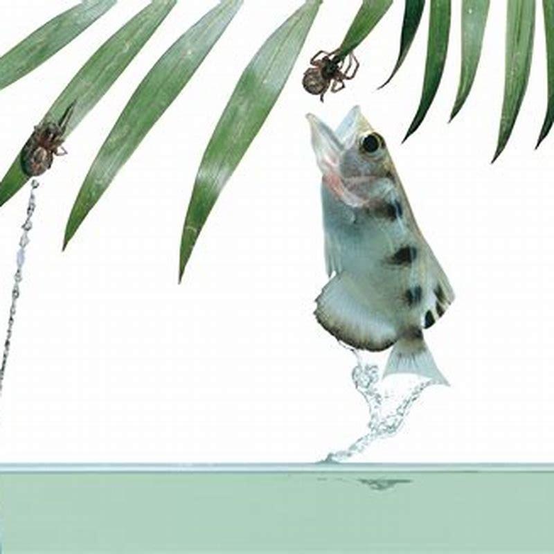 Do Archerfish make good pets?
