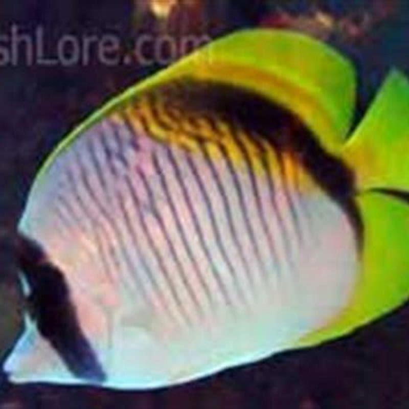 Do butterfly fish and tangs get along?