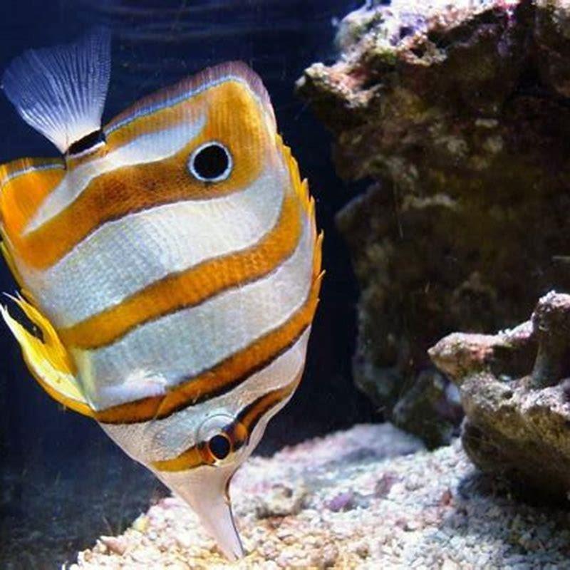 Do Butterfly Fish Eat Pellets DIY Seattle do-butterfly-fish-eat-pellets-diy-seattle