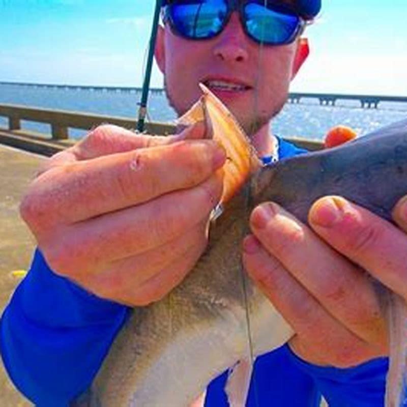 Do catfish barbs sting?