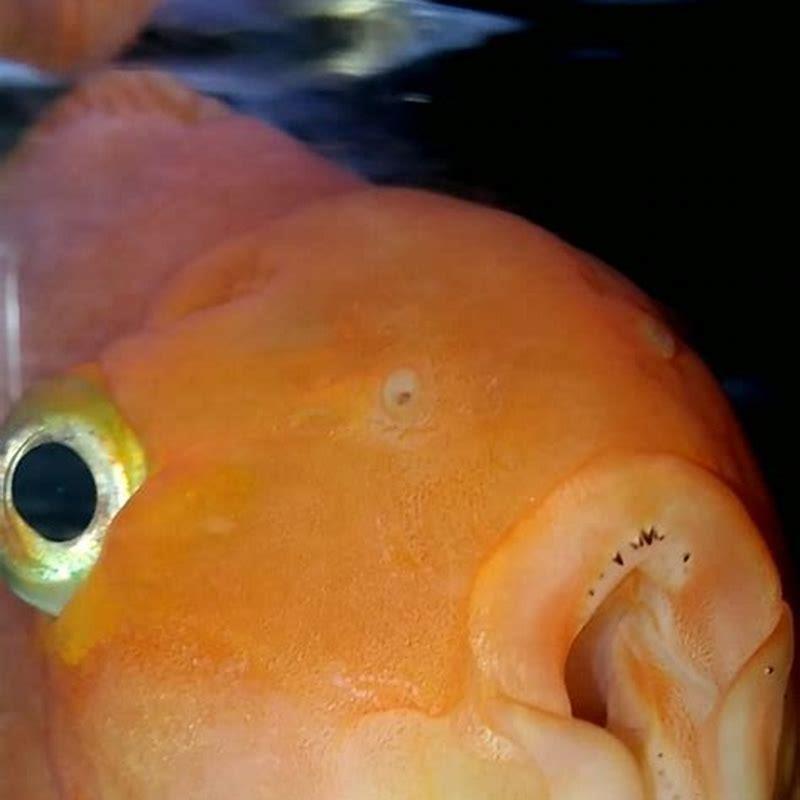 Do cichlid fish have teeth?