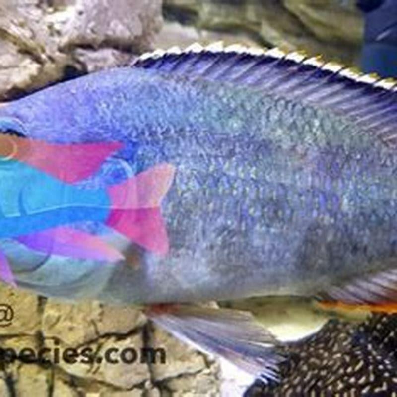 Do cichlids like to be kept in pairs?