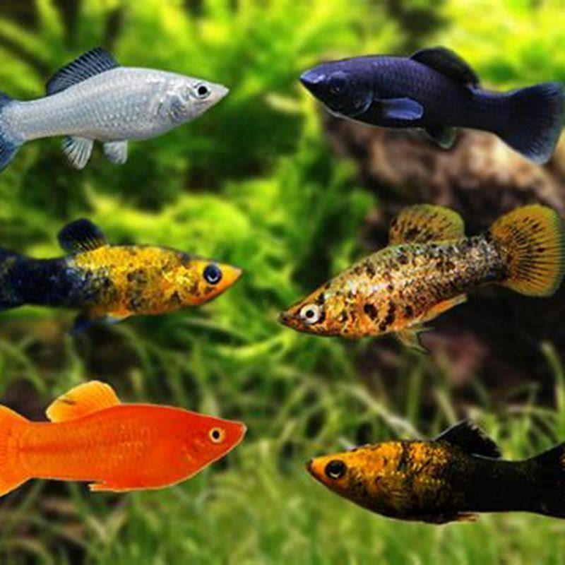 Do danios and mollies get along?