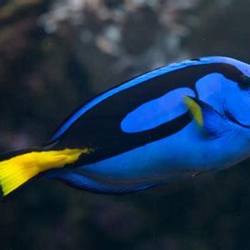 Do fish breed in captivity?