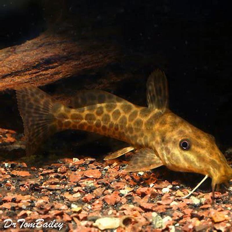 Do giraffe catfish eat other fish?