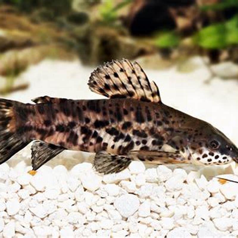 Do hoplo catfish have spines?