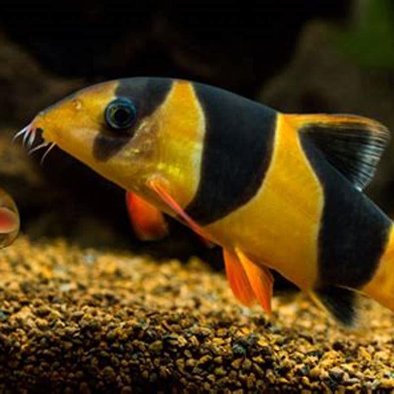 Do horse face loaches eat snails?