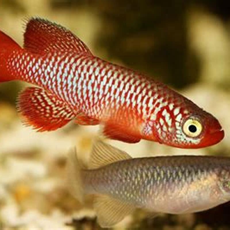 Do killifish need to be in pairs?