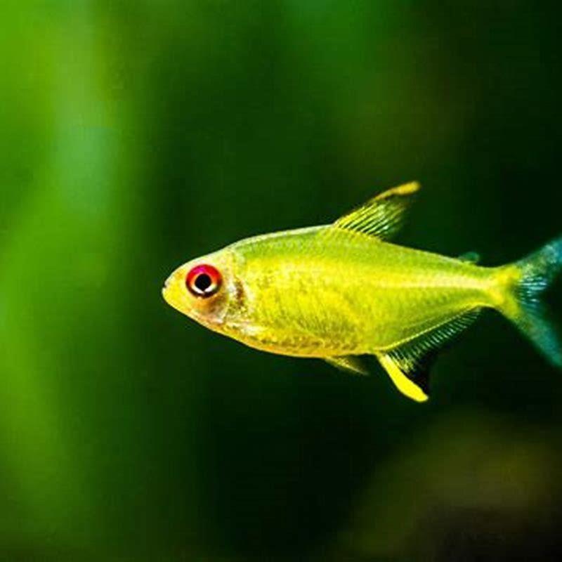 Do lemon tetras go to school?