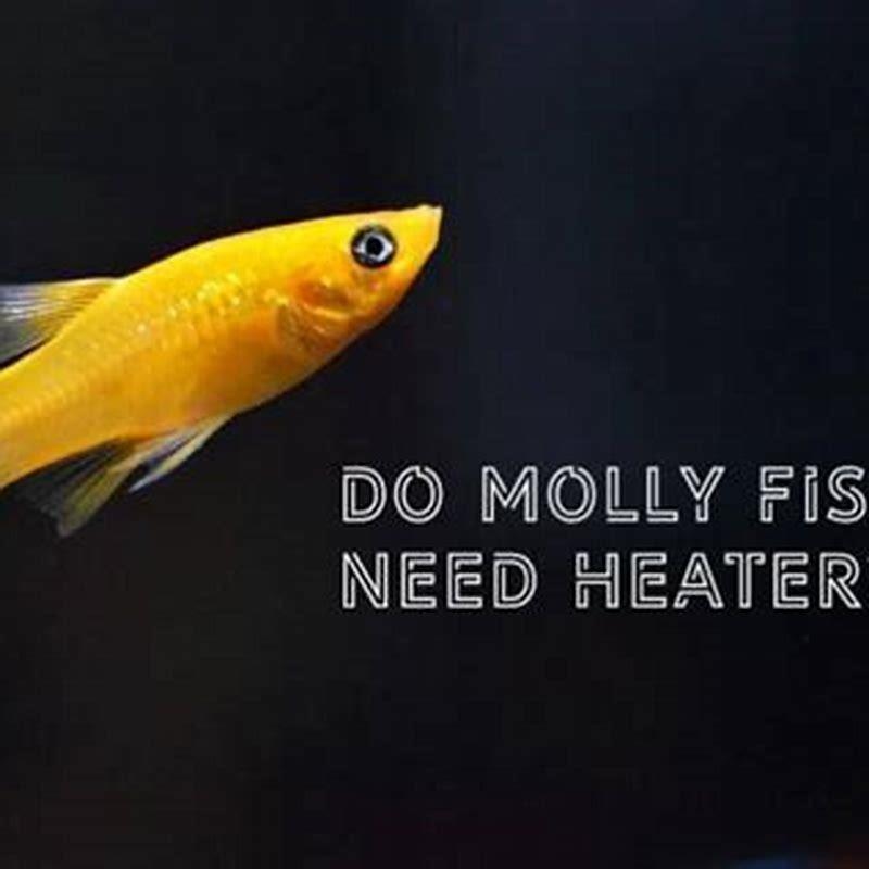 Do molly fish need a heater?