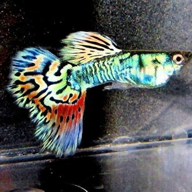 do-rainbow-fish-have-live-babies-diy-seattle