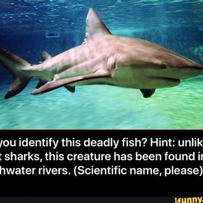 Do red tail sharks like fast moving water?