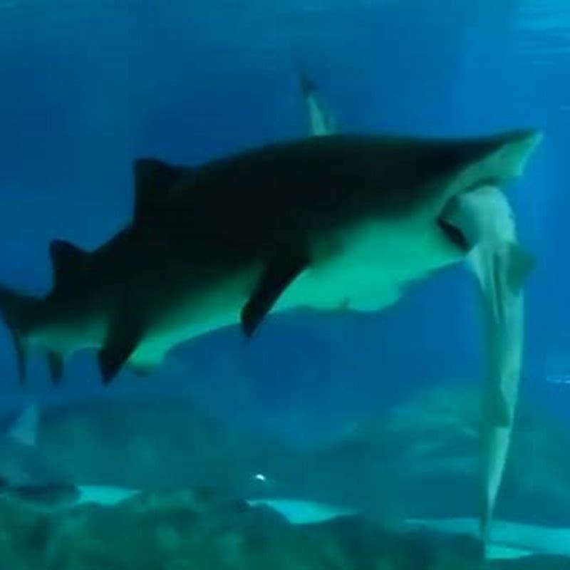 Do sharks eat in aquariums? - DIY Seattle