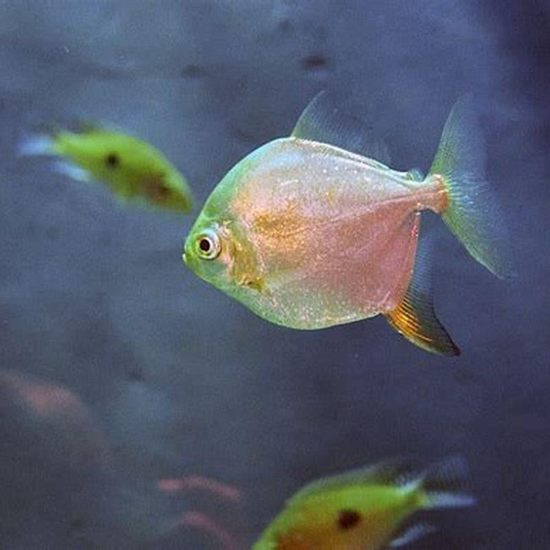 Do silver dollars eat other fish?