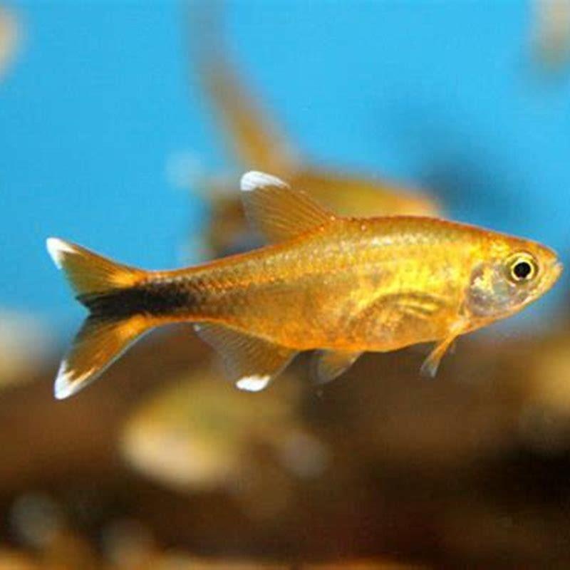 Do Silver Tip Tetras go to school?