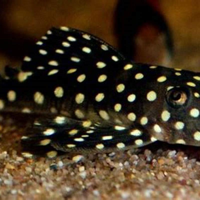 Do snowball pleco eat algae?