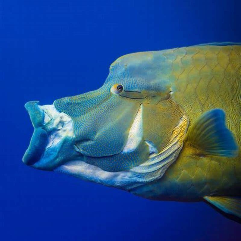 Do sunfish have jaws?